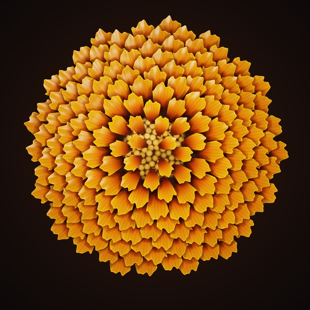 dvj marigold spiral